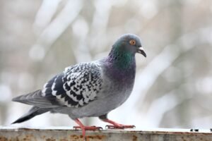 Tactics to Keep Pigeons Away From Your Balcony or Rooftop