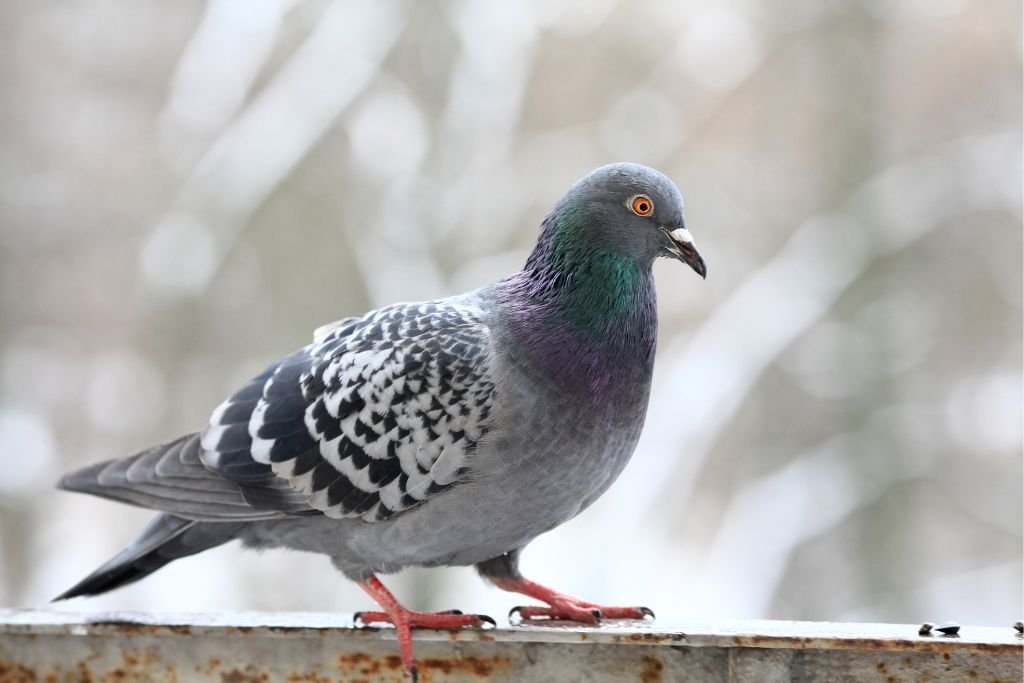 Tactics to Keep Pigeons Away From Your Balcony or Rooftop